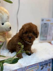 cavapoo available 3