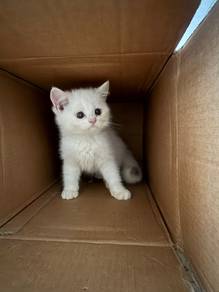 bsh