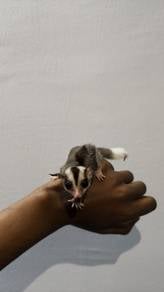 sugar glider