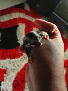 3ekor baby sugar glider
