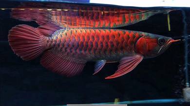 Arowana blood red 23 inch 3a quality-wholesale