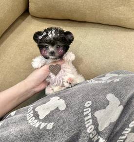 MINI POODLE PUPPIES S141 🌻 Tiny Toy - Tea Cup