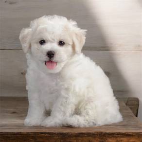 Bichon frise mka puppies