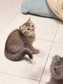 BSH Golden Tabby, Grey FOR SALES