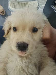 Pure Breed Golden Retreiver