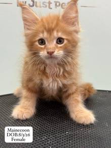 Mainecoon Untuk Dijual !!