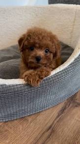 Floofy Maltipoo stealing hearts everywhere puppy P