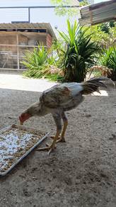 ayam baka 