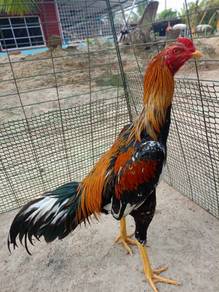 Ayam Ratu LHK  anak muda
