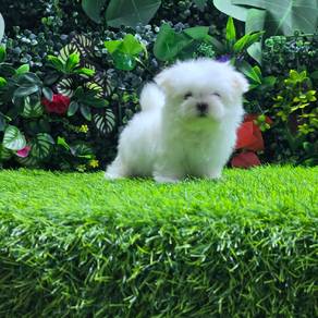 Super Cute Korean Maltese Puppy (Male) 
