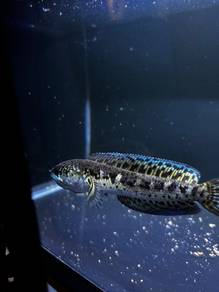 channa aurantimaculata