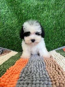 bichon poo