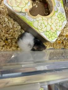 syrian hamster(male)