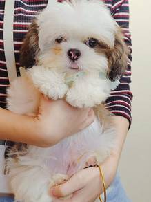 Shih Tzu