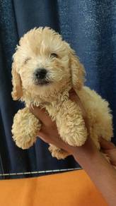 poodle 