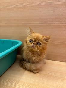 Persian Cat