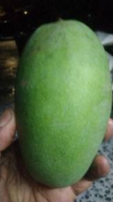 Mangga Perlis , Harumanis.