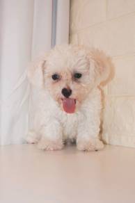 J0450 Poochon Fluffy Cotton Ball Puppy