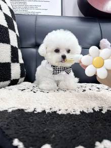 Mini Bichon boy 