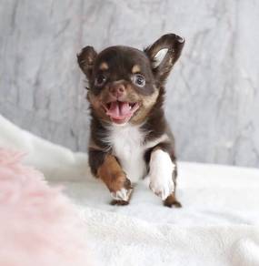 CHIHUAHUA PUPPIES 151🌷Head Apple Cute Dog