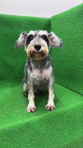 1year old Male Schnauzer Dog salt &pepper