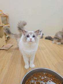 ragdoll