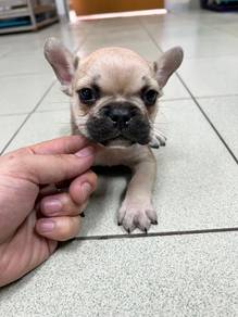 Frenchie puppy