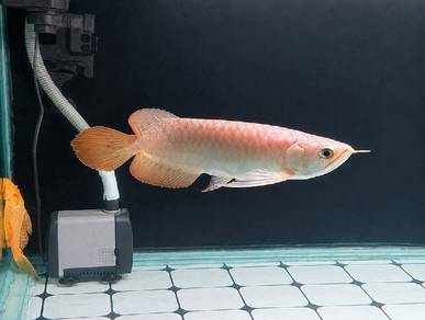 Arowana Super Red 9 inci