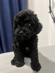 black poodle*