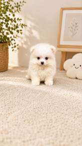 Pomeranian Short Leg Tiny Male Puppy