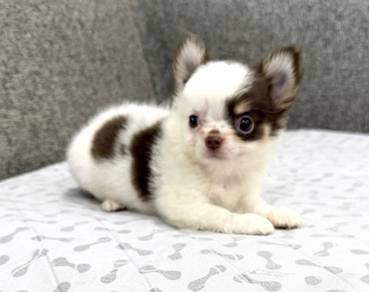 CHIHUAHUA PUPPIES T175🌷 Head Apple Male