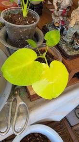 Monstera Triple Yellow