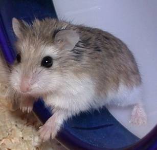 roborovski hamster
