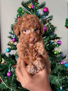 teacup poodle e