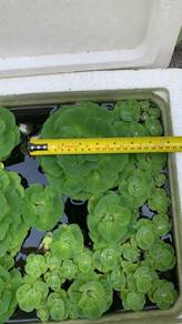 Live Water Lettuce/Kiambang