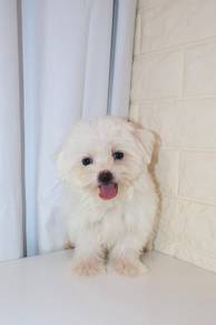 J0524 Maltese Soft Silky Hair Cute Puppy