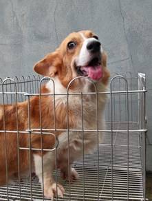 Corgi adoption G22