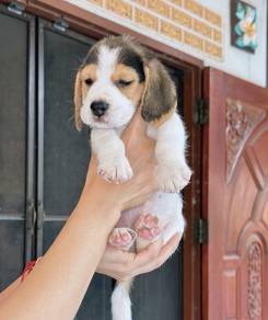 BEAGLE PUPPIES F94 🌻 Rehome Male ~Female