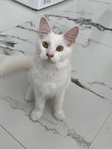 Mainecoon female