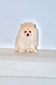 H8 Cute Pomeranian Puppy