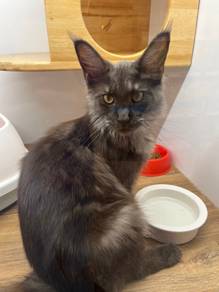 Mainecoon for Sale