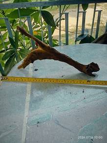 driftwood 9inch to 12inch 