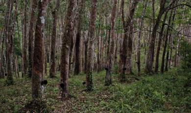 Agricultural Land in Padang Terap, KDH
