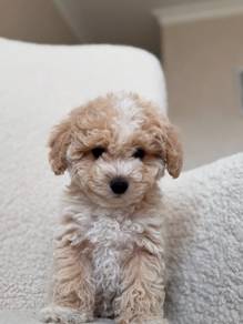 Patter-pawed Poodle Little Cute Bear Face Puppy Pu