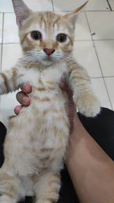 anak kucing munchkin 