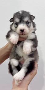 Husky black white puppy
