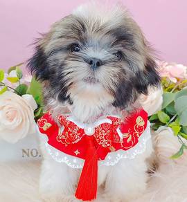 Shih Tzu