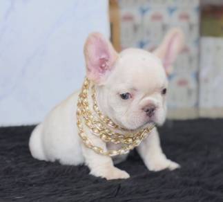 FRENCH BULLDOG PUPPIES 🌻A204 Cute & Big Rope