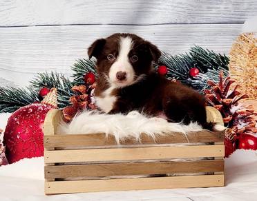 Border collie brown white with MKA