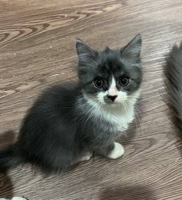 DLH mix | Cute & Adorable Grey Boy Kitten